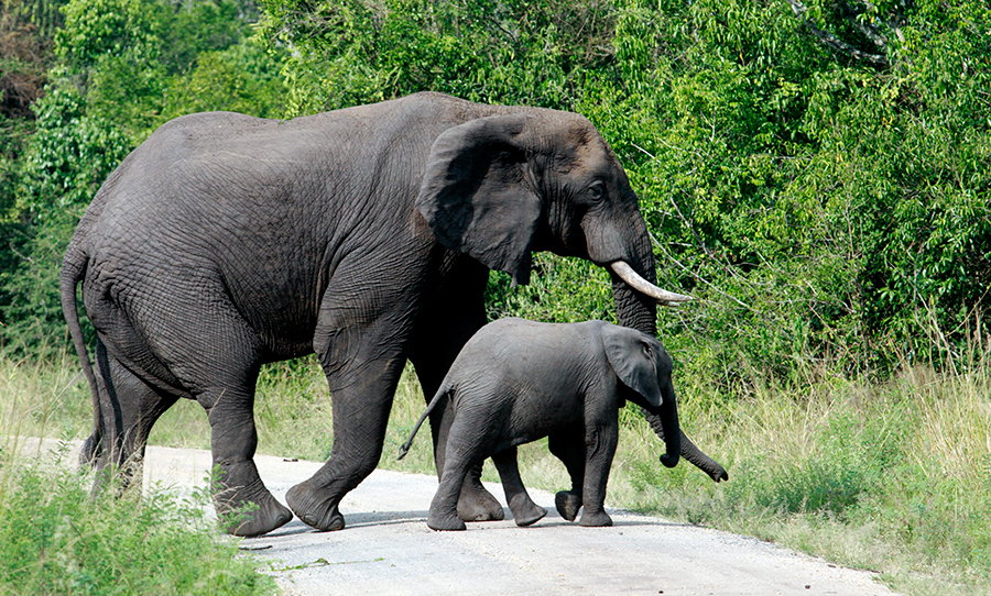Elefant i Uganda